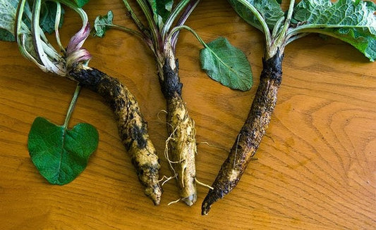 Burdock Root 60 Capsules